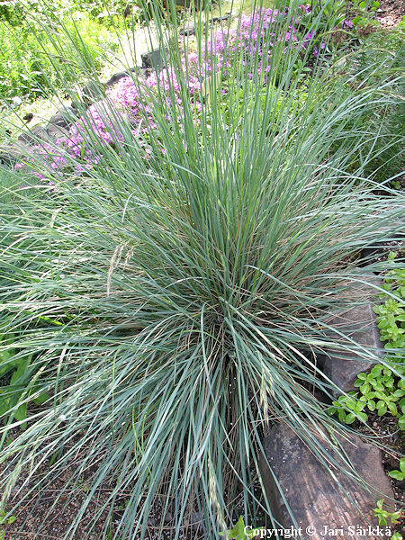 Helictotrichon sempervirens, ikikaura